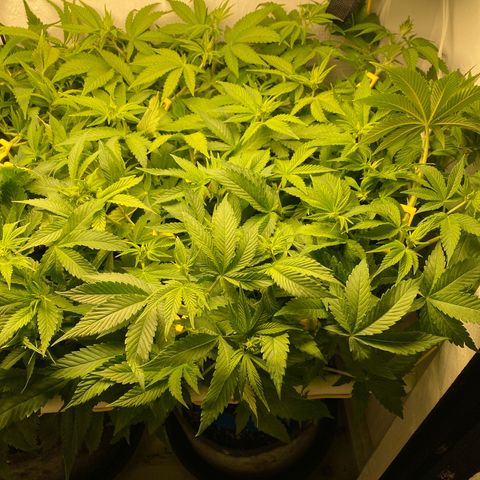 Ultra Purple growlog timeline photo