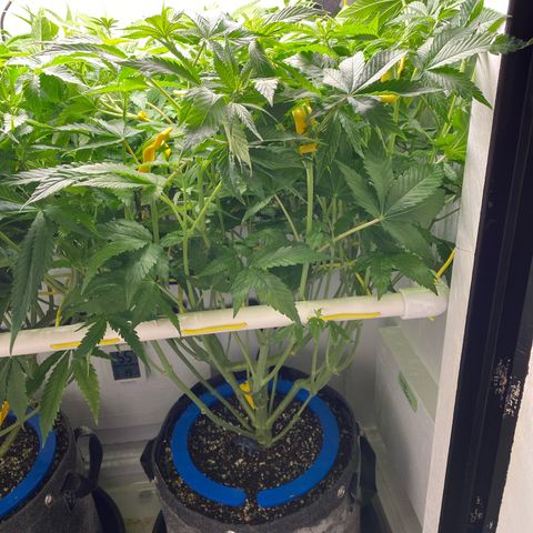 Ultra Purple growlog timeline photo