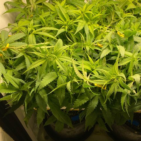 Ultra Skunk growlog timeline photo