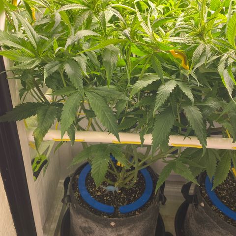 Ultra Skunk growlog timeline photo