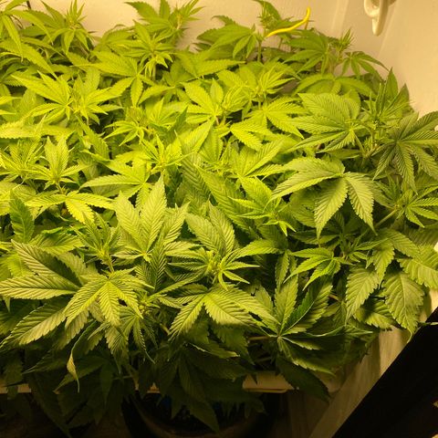 Ultra Purple growlog timeline photo