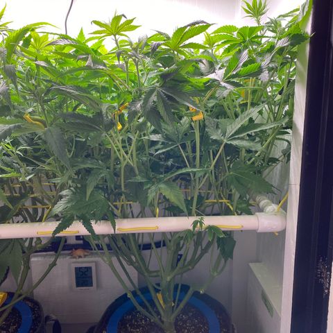 Ultra Purple growlog timeline photo