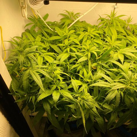 Ultra Skunk growlog timeline photo