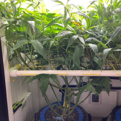 Ultra Skunk growlog timeline photo