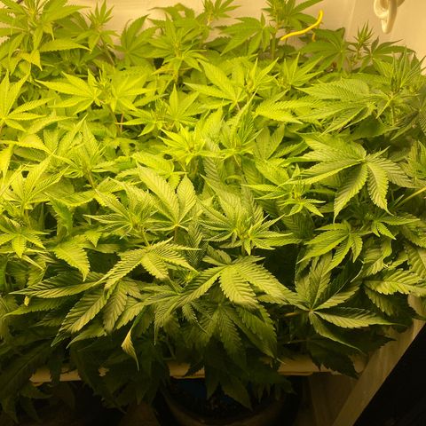 Ultra Purple growlog timeline photo