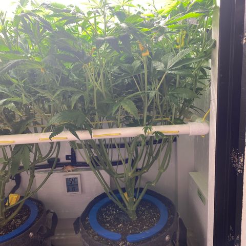 Ultra Purple growlog timeline photo