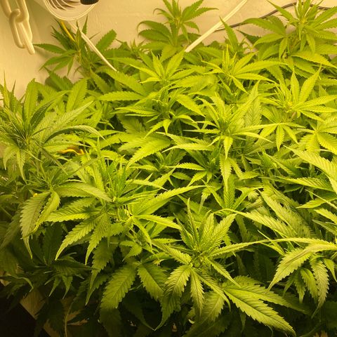 Ultra Skunk growlog timeline photo
