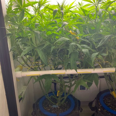 Ultra Skunk growlog timeline photo
