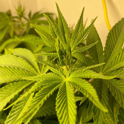 Ultra Purple growlog timeline photo