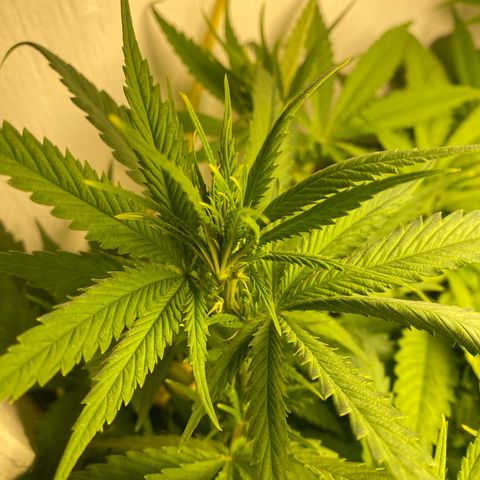 Ultra Skunk growlog timeline photo
