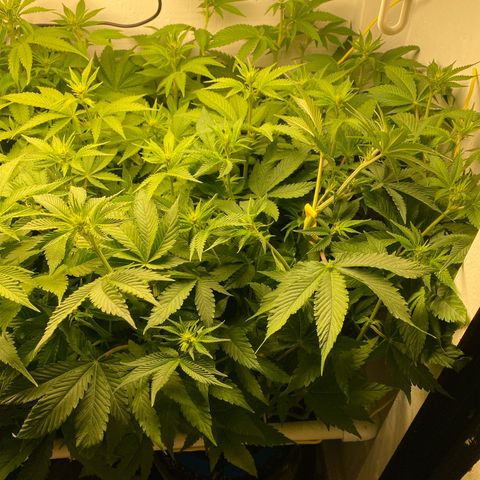 Ultra Purple growlog timeline photo