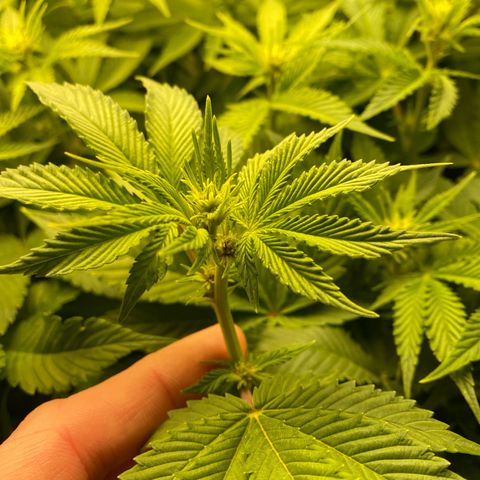 Ultra Purple growlog timeline photo