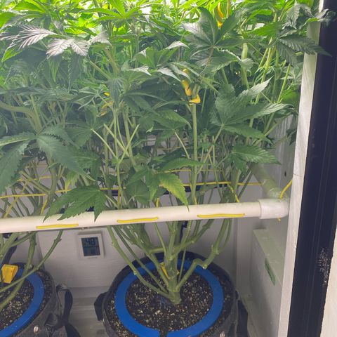 Ultra Purple growlog timeline photo