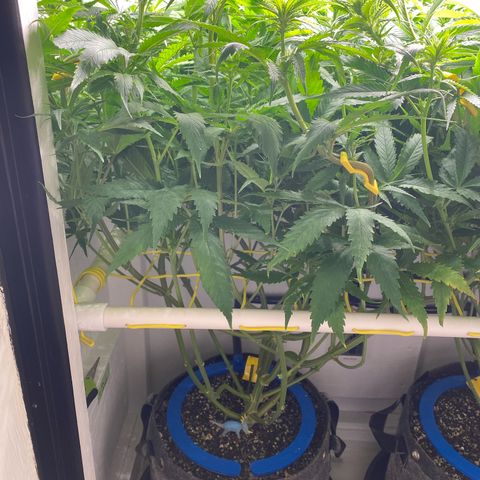 Ultra Skunk growlog timeline photo