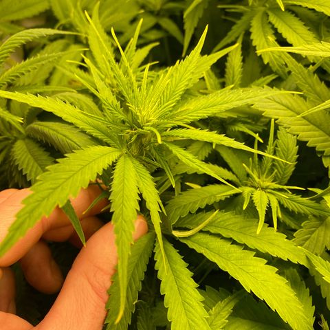 Ultra Skunk growlog timeline photo