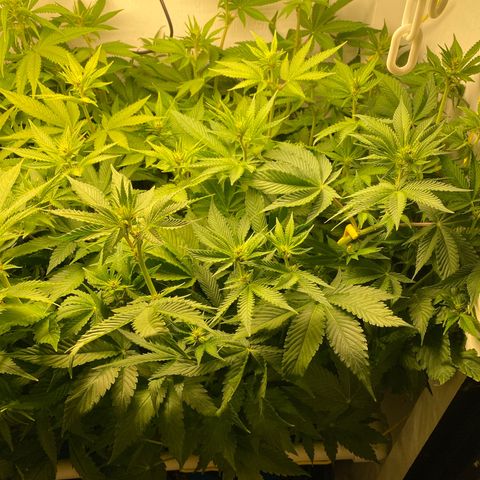 Ultra Purple growlog timeline photo