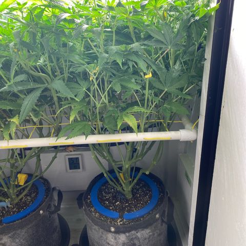 Ultra Purple growlog timeline photo