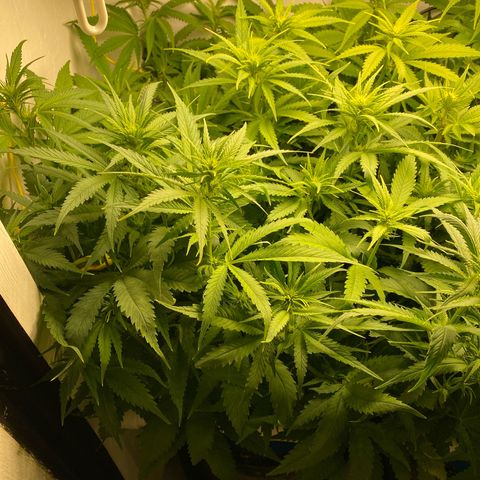Ultra Skunk growlog timeline photo