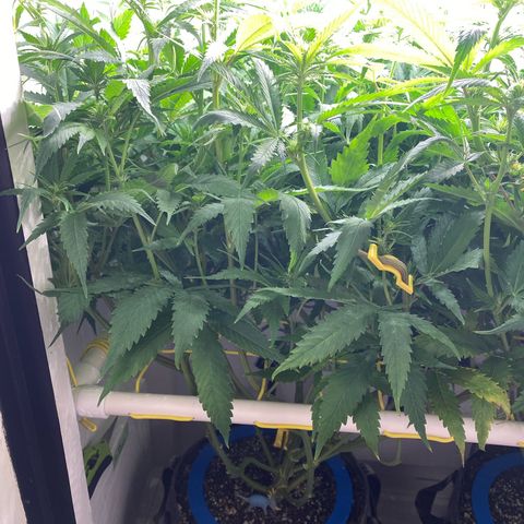 Ultra Skunk growlog timeline photo
