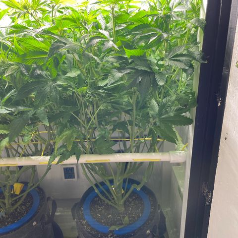 Ultra Purple growlog timeline photo