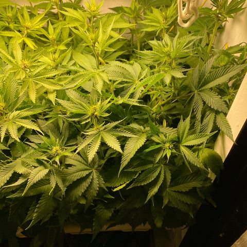 Ultra Purple growlog timeline photo