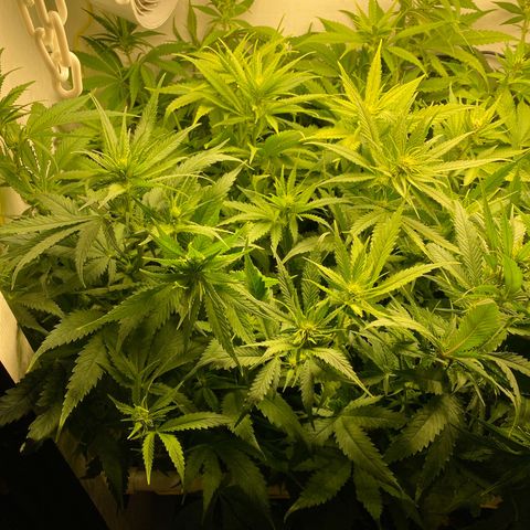 Ultra Skunk growlog timeline photo