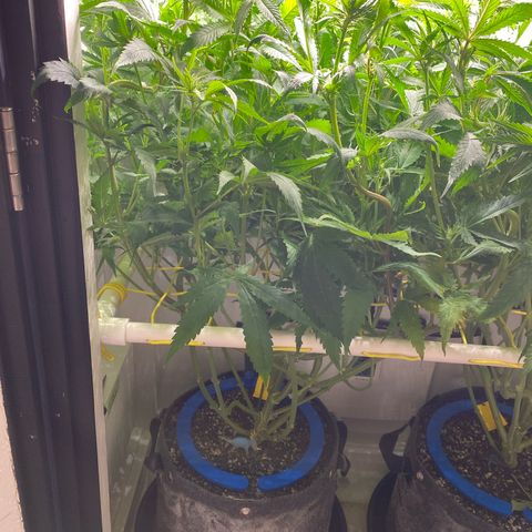 Ultra Skunk growlog timeline photo