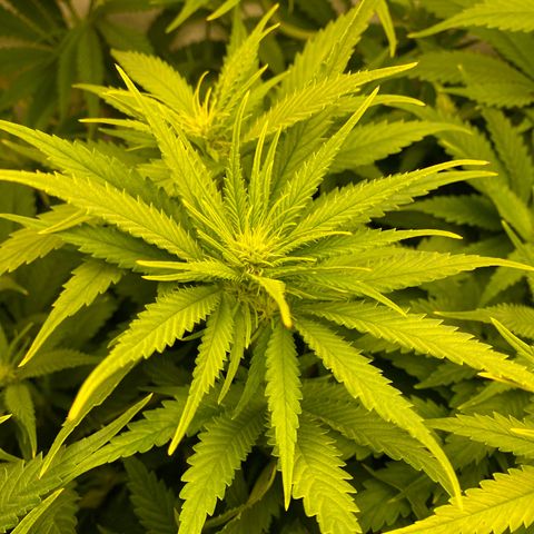 Ultra Skunk growlog timeline photo