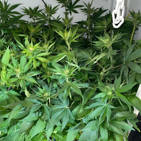 Ultra Purple growlog timeline photo