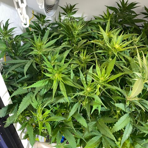 Ultra Skunk growlog timeline photo