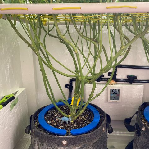 Ultra Skunk growlog timeline photo