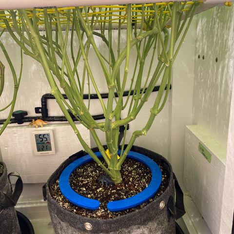 Ultra Purple growlog timeline photo