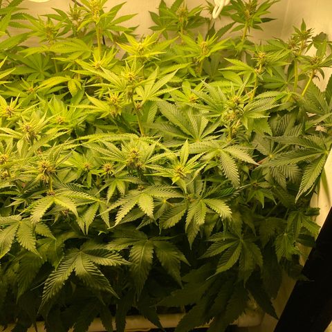 Ultra Purple growlog timeline photo