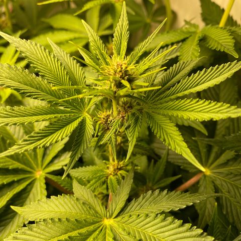 Ultra Purple growlog timeline photo