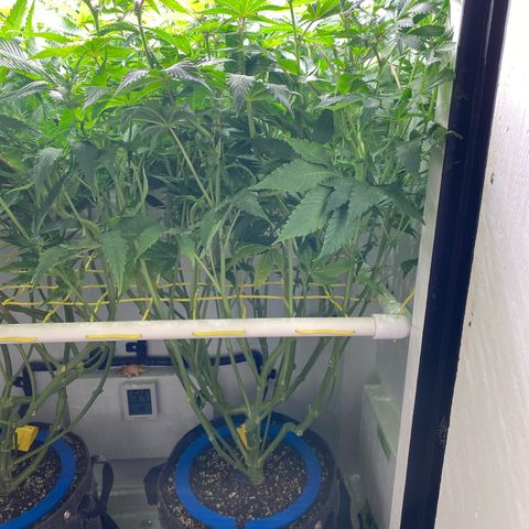 Ultra Purple growlog timeline photo