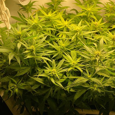 Ultra Skunk growlog timeline photo