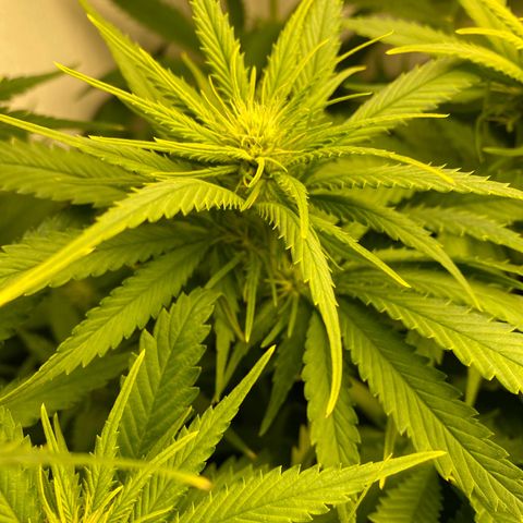 Ultra Skunk growlog timeline photo