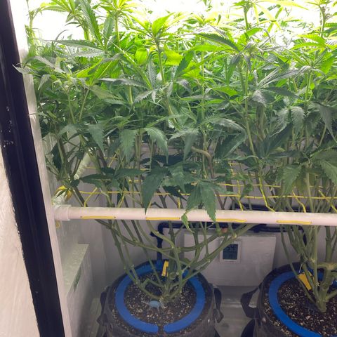 Ultra Skunk growlog timeline photo