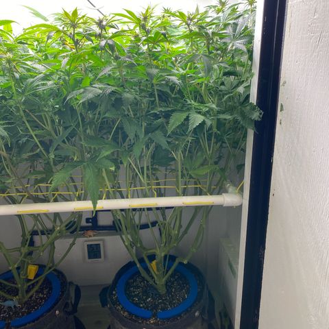 Ultra Purple growlog timeline photo