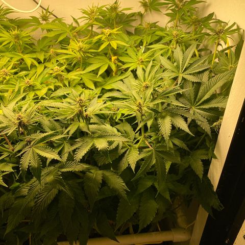 Ultra Purple growlog timeline photo