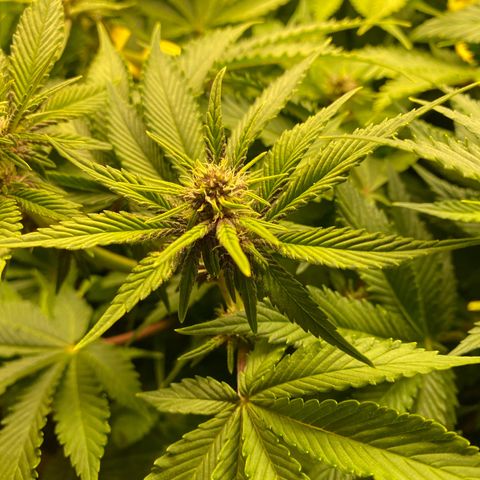 Ultra Purple growlog timeline photo