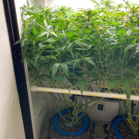 Ultra Skunk growlog timeline photo