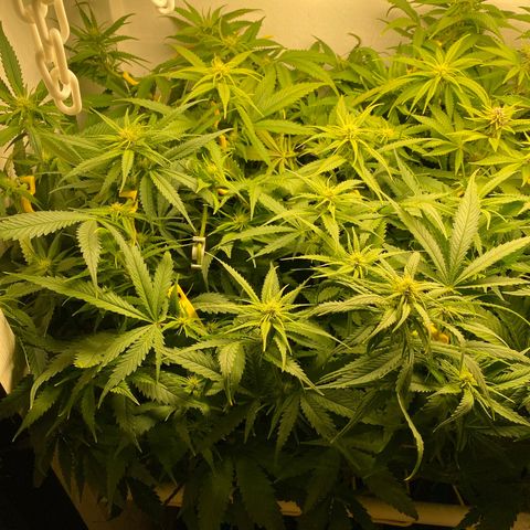 Ultra Skunk growlog timeline photo