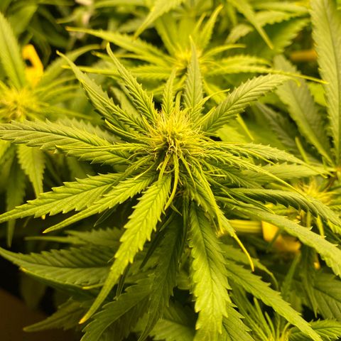 Ultra Skunk growlog timeline photo