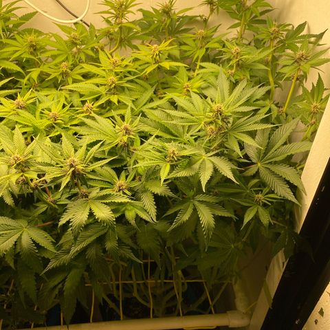 Ultra Purple growlog timeline photo