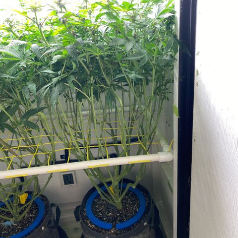 Ultra Purple growlog timeline photo