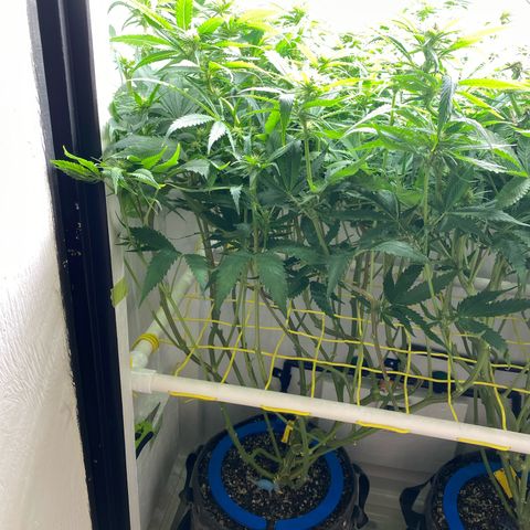 Ultra Skunk growlog timeline photo
