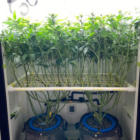 Ultra Skunk growlog timeline photo