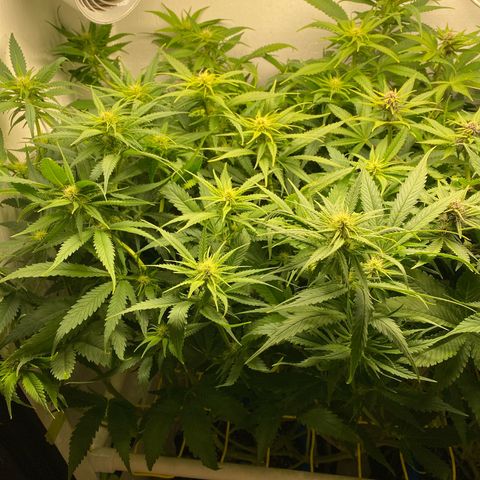 Ultra Skunk growlog timeline photo