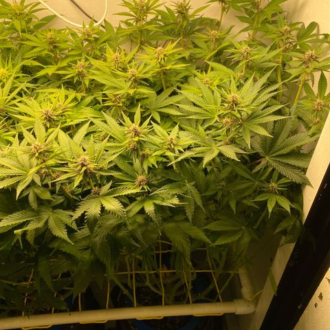 Ultra Purple growlog timeline photo